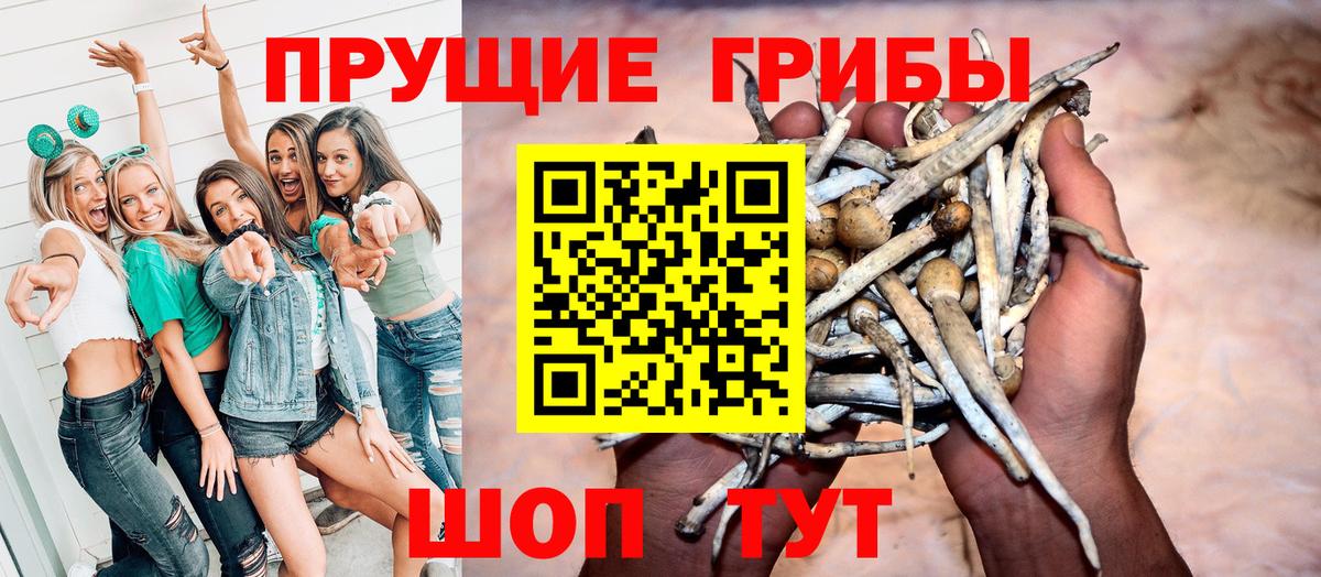 Псилоцибиновые грибы Psilocybine cubensis Павлово